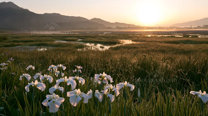 Niigata floodplain restoration meadow dew foreground with flowers - AI-generated stock image