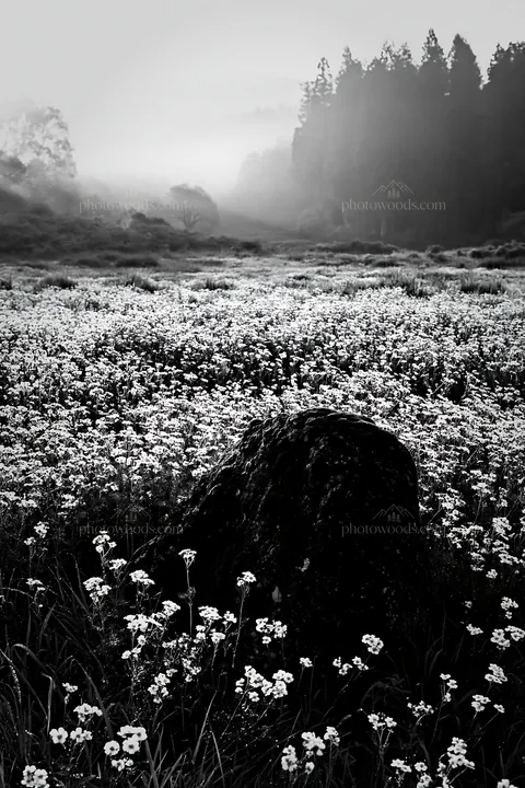 Misty meadow with moss covered stone in Shimane - AI-generated stock image