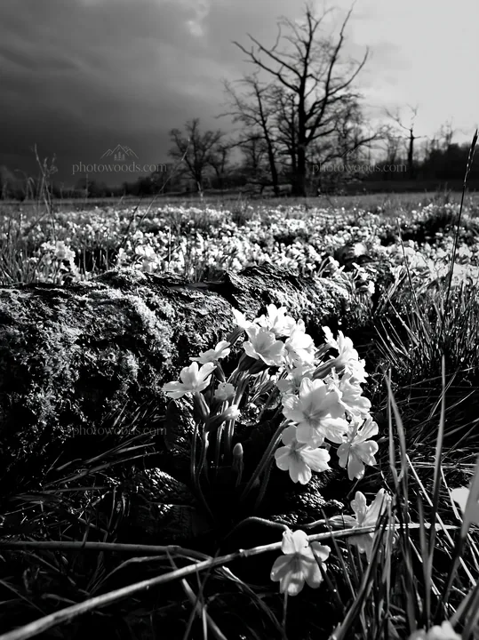 Black and white gifu low carbon meadow mossy log surrounded by flowers and grass - AI-generated stock image