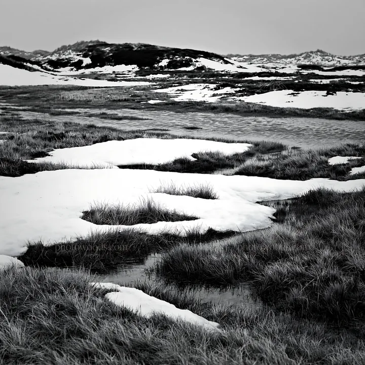 Dune meadow with snow and water in black and white - AI-generated stock image