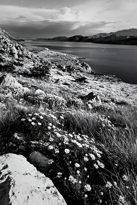 Black and white croatian meadow above Adriatic coast with flowers and rocks - AI-generated stock image