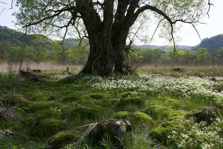 Miyagi spring recovery meadow mossy stone under a large tree - AI-generated stock image