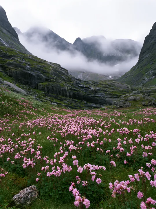 Mountain pass meadow with flowers and towering mountains - AI-generated stock image