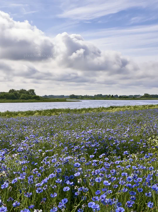 Cornflower meadow beside a river under a cloudy sky - AI-generated stock image