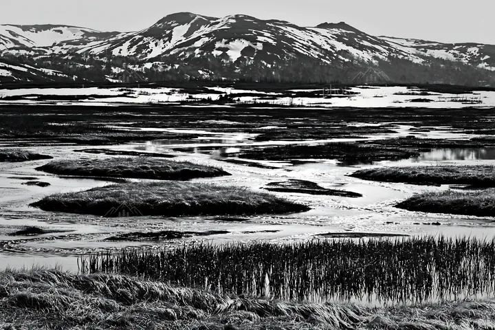 Black and white akita snowmelt meadow with silver grasses in a mountain setting - AI-generated stock image