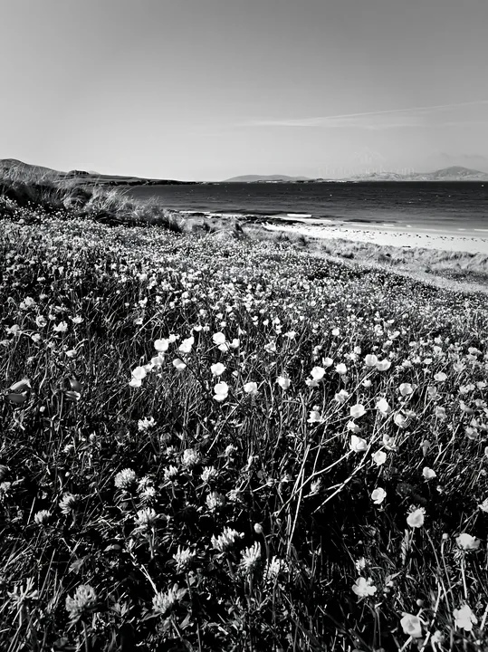 Colorful buttercup meadow near a beach during daylight hours - AI-generated stock image