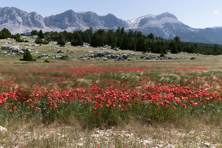 Vibrant poppy flax meadow with mountains in the background - AI-generated stock image