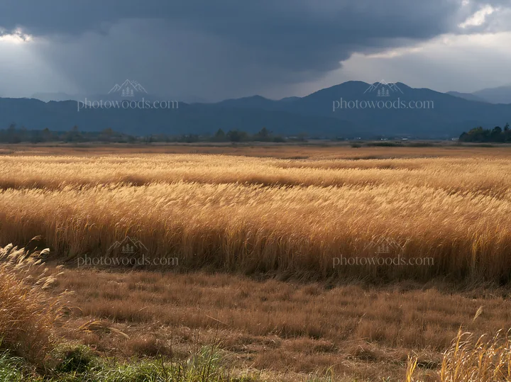 Shiga wetland meadow climate adaptation reeds under cloudy sky - AI-generated stock image