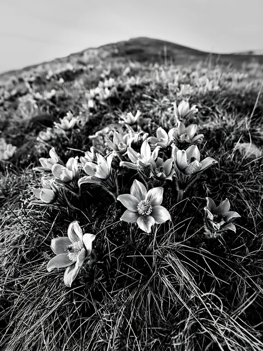 Sunny limestone meadow with blooming flowers - AI-generated stock image