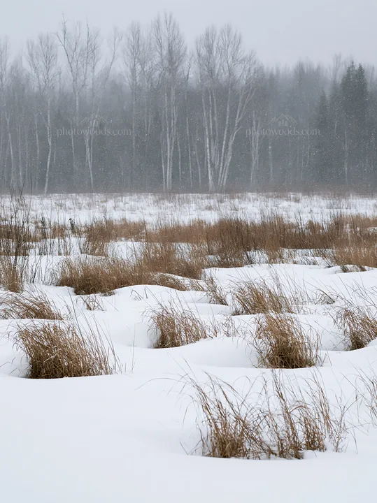 Snowbound meadow with tall grass and snow-covered landscape - AI-generated stock image