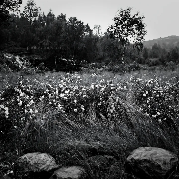 Meadow of roses beside hidden waterfall in black and white - AI-generated stock image