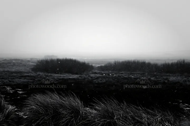 Black and white dune meadow snow under gray sky with low visibility - AI-generated stock image