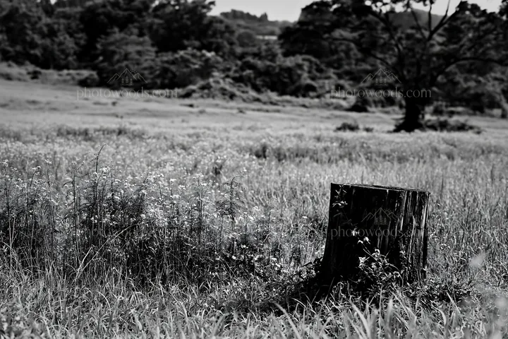 Black and white fukushima native meadow with weathered stump - AI-generated stock image