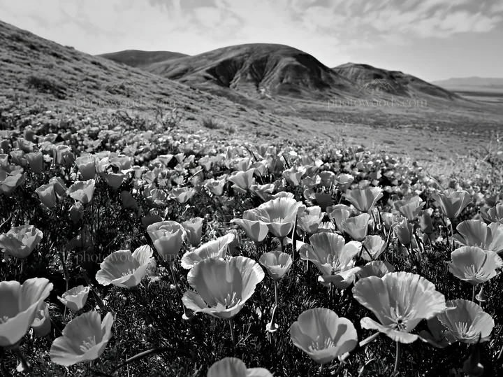 Black and white colorful poppy meadow fills the landscape with vibrant flowers - AI-generated stock image
