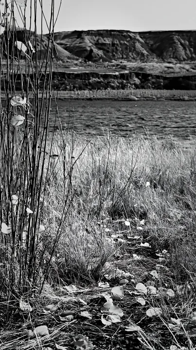 Lakeside orchard meadow with grass and water - AI-generated stock image