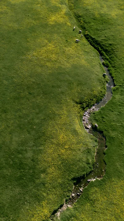 Buttercup meadow with a stream and grazing sheep - AI-generated stock image