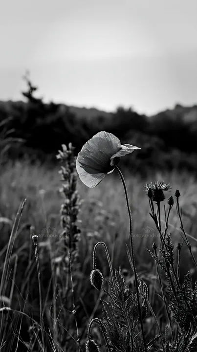 Poppy larkspur meadow with flowers in black and white - AI-generated stock image