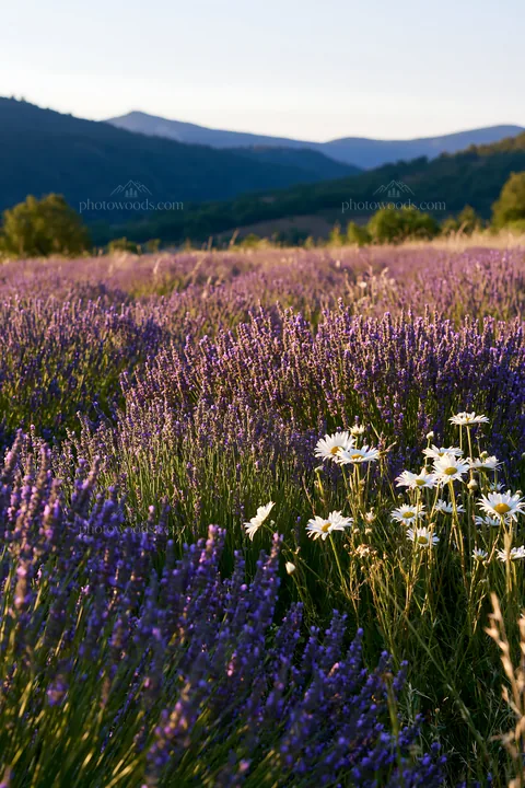 Colorful lavender meadow with wildflowers in bloom - AI-generated stock image