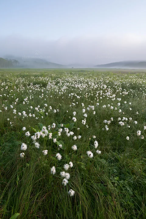 Expansive Hokkaido restoration meadow with dewdrops - AI-generated stock image