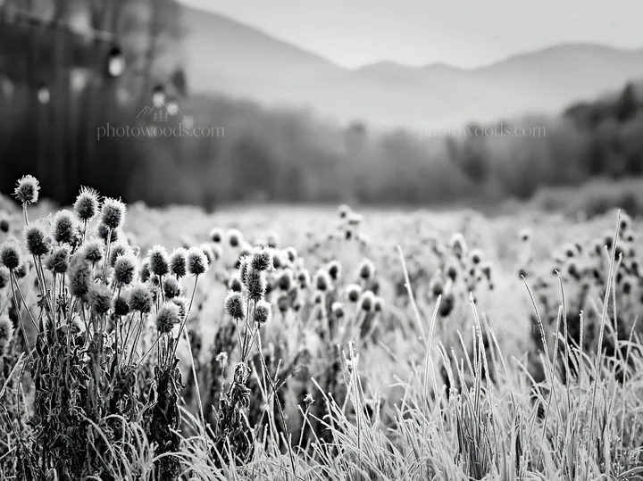 Vast Christmas meadow with frost seedheads and lanterns - AI-generated stock image