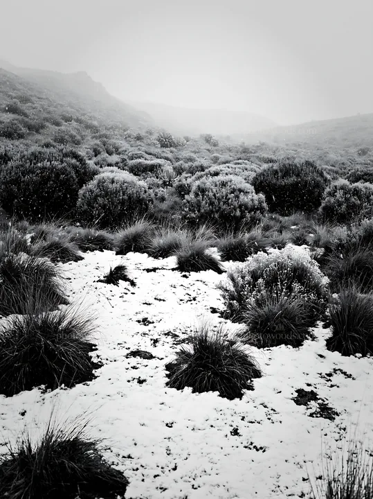 Snowy highland meadow with grass and shrubs during winter - AI-generated stock image