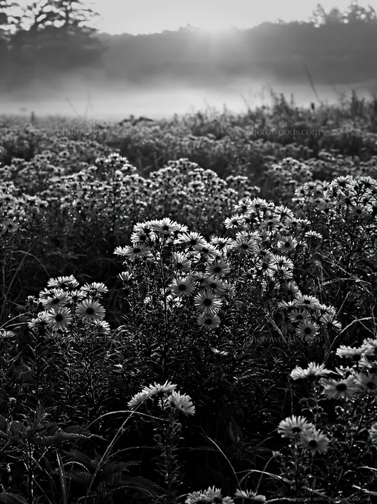 Black and white expansive Hokkaido restoration meadow with dewdrops - AI-generated stock image