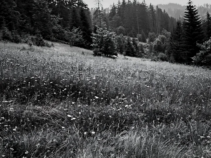 Black and white regenerative meadow with wildflowers in a forested area - AI-generated stock image
