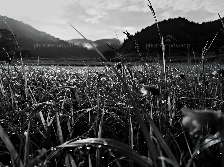 Black and white fukui native grass meadow rain droplets are visible on the grass - AI-generated stock image