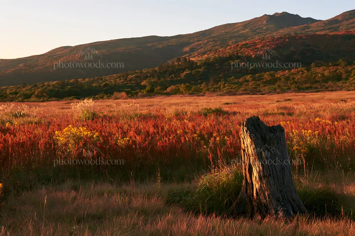 Fukushima native meadow with weathered stump during sunset - AI-generated stock image
