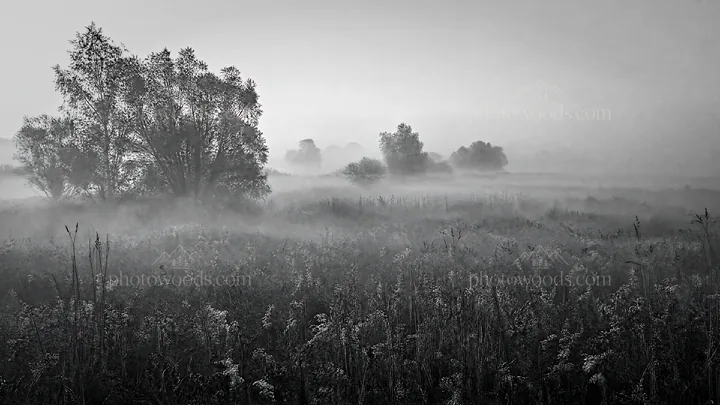 Black and white rewilding meadow with mist and trees in morning light - AI-generated stock image