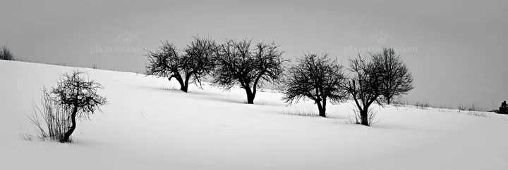 Hillside apple meadow in winter with bare trees - AI-generated stock image