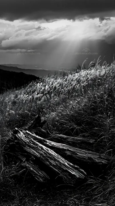 Wakayama autumn meadow with weathered wood in foreground - AI-generated stock image