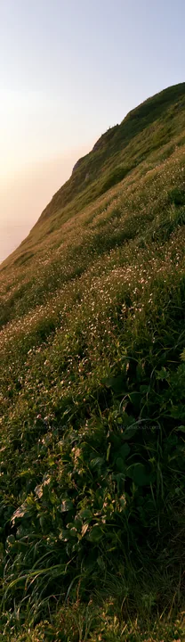 Coastal cliff meadow with green grass and wildflowers - AI-generated stock image