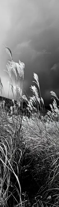 Hokkaido silver grass meadow seedheads near dark clouds - AI-generated stock image