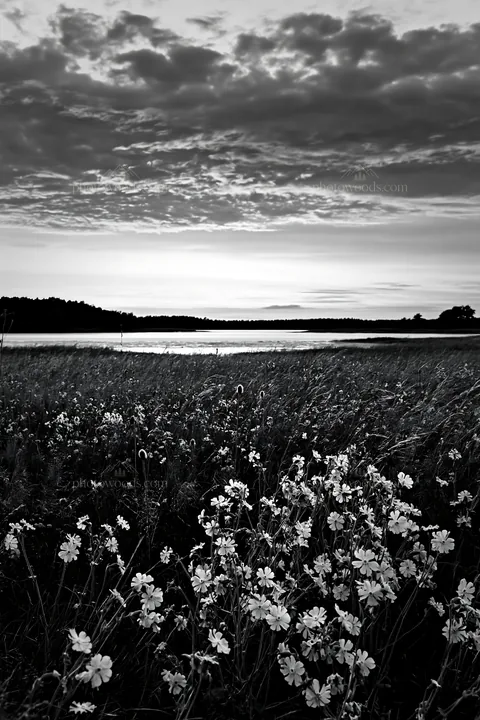 Black and white german lakeside meadow with purple flowers at sunset - AI-generated stock image