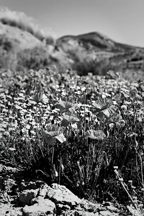 Spring meadow with flowers and mountains in the background - AI-generated stock image
