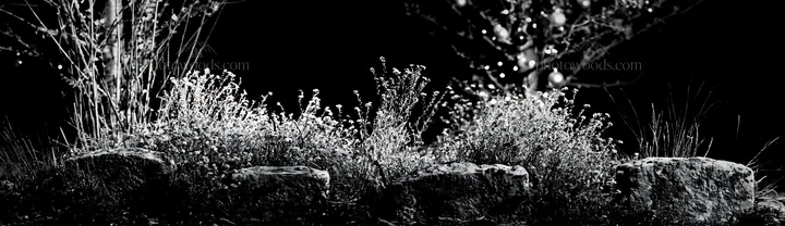 Frost covering apple trees and plants in a winter meadow - AI-generated stock image