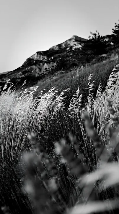 Black and white drought-tolerant meadow with golden grasses and purple flowers - AI-generated stock image
