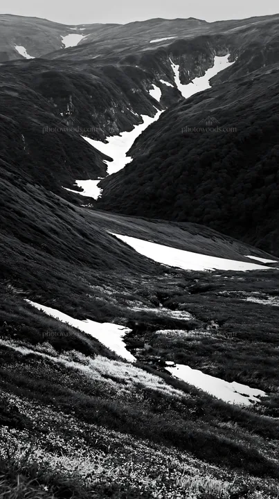 Black and white akita snowmelt meadow with silver grasses stretches across hills - AI-generated stock image