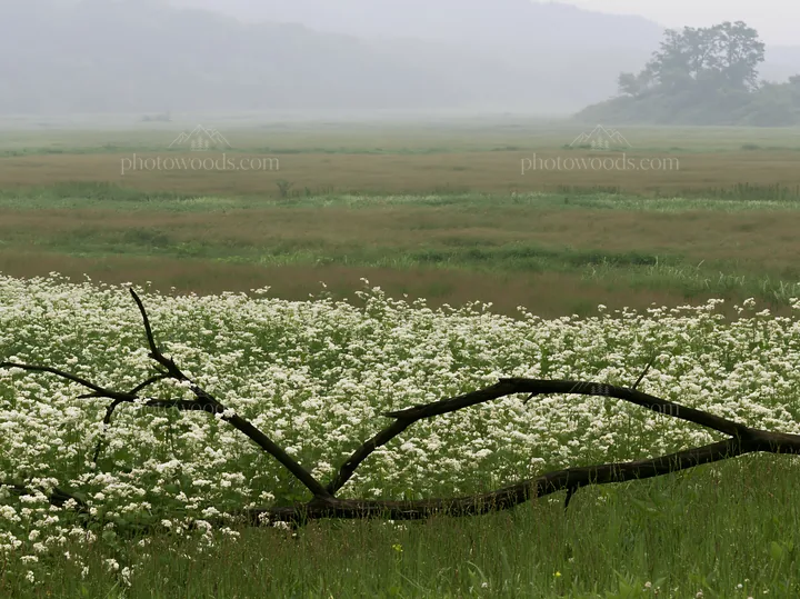 Yamagata rewilded meadow with fallen branch in the foreground - AI-generated stock image