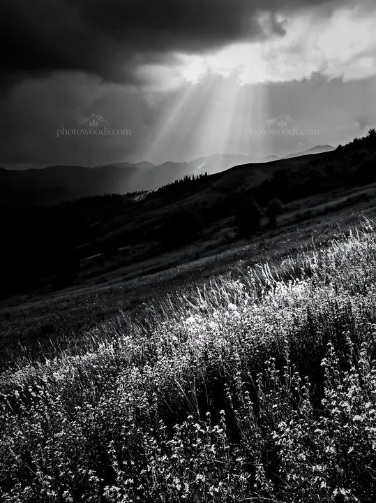 Summer hay meadows in Transylvania under cloudy skies - AI-generated stock image