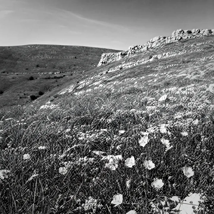 Sunny limestone meadow with wildflowers and hills - AI-generated stock image