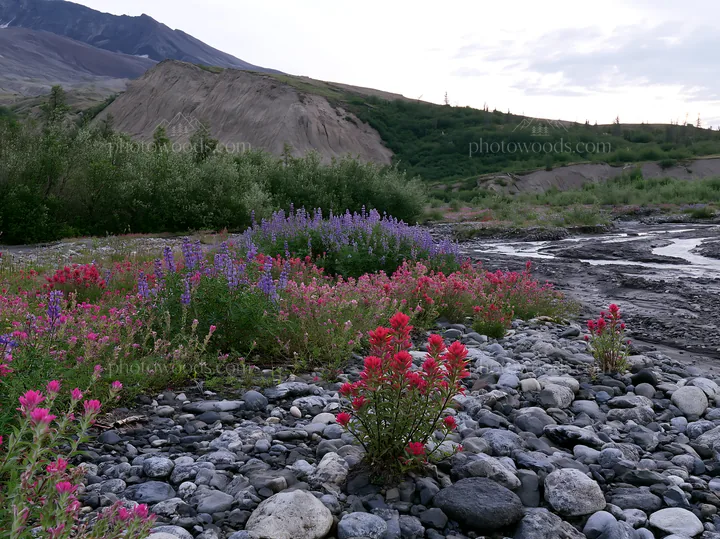 Paintbrush lupine meadow along a rocky shore - AI-generated stock image