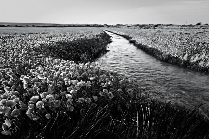 High contrast meadow with watercourse and flowers - AI-generated stock image