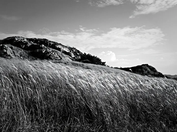 Black and white okayama golden meadow with seedhead foreground - AI-generated stock image