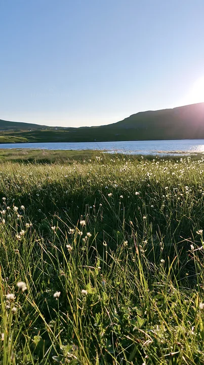 Colorful grass and flowers near a coastal meadow at sunset - AI-generated stock image