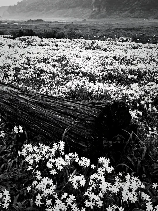 Coastal meadow with driftwood and flowers in Nagasaki - AI-generated stock image