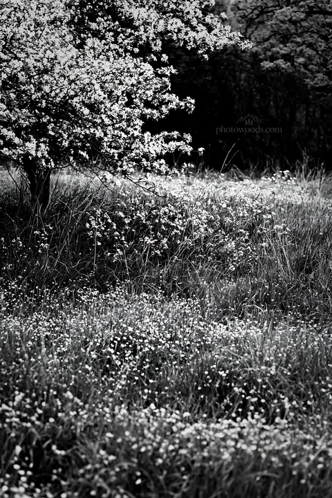 Spring orchard meadow with flowering plants and grass - AI-generated stock image