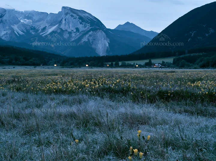 Wide Christmas meadow with native flowers and fairy lights - AI-generated stock image