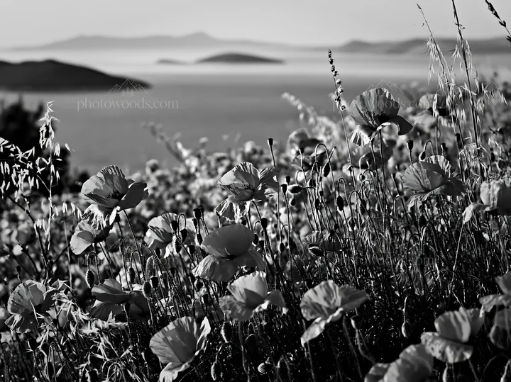 Black and white croatian meadow above Adriatic coast with blooming flowers - AI-generated stock image